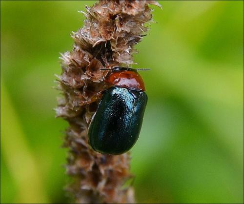 Réf. 122 406 : Smaragdina salicina