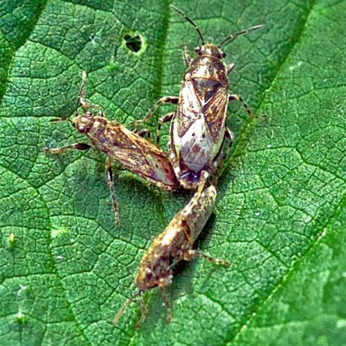 Réf. 122 596 : Heterogaster urticae