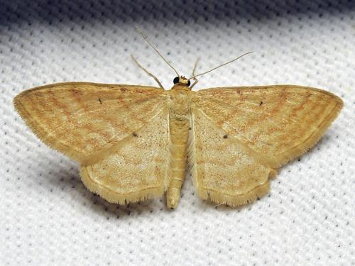 Réf. 122 804 : Idaea rufaria