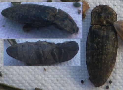 Réf. 122 504 : Agrypnus murinus