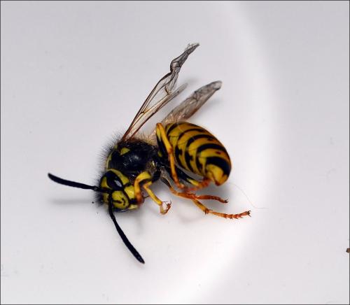 Réf. 122 939 : Vespula germanica