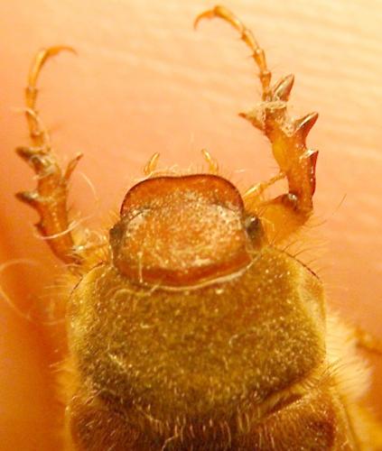 Réf. 123 092 : Amphimallon sp.