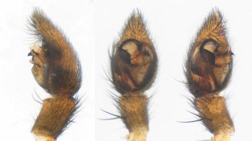 Xerolycosa nemoralis