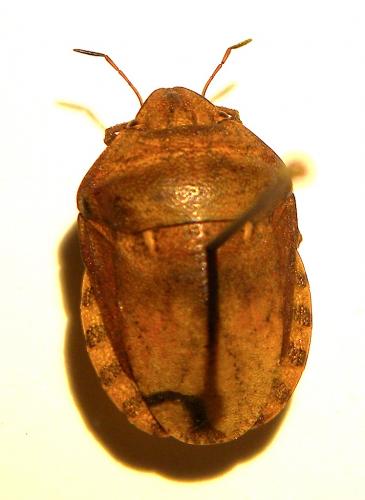 Réf. 123 422 : Eurygaster maura