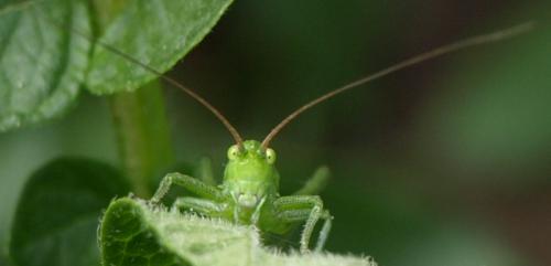 Tettigonia viridissima