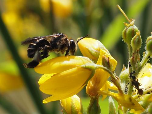 Réf. 124 754 : Macropis europaea