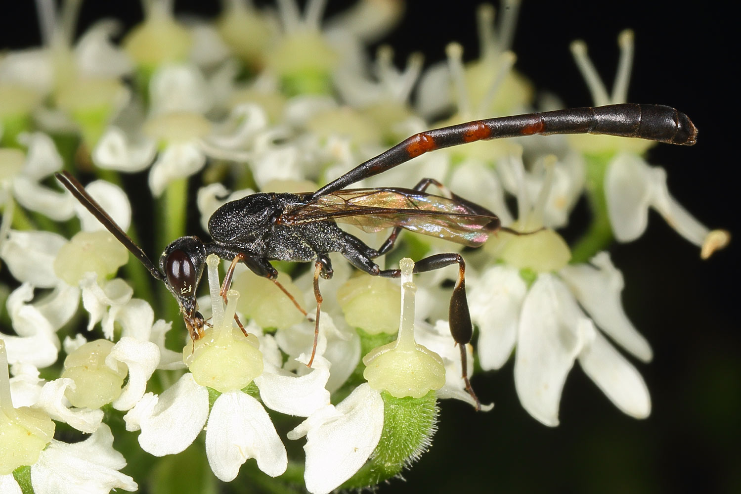 Carlos Ordonez - Gasteruption sp. - réf. 124879 (1499 x 999 pixels, 215 ko)