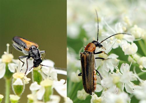 Anogcodes rufiventris