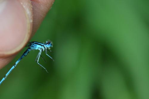 Réf. 125 851 : Coenagrion puella