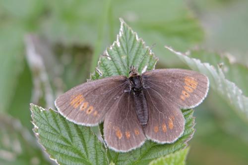 Réf. 125 622 : Erebia manto
