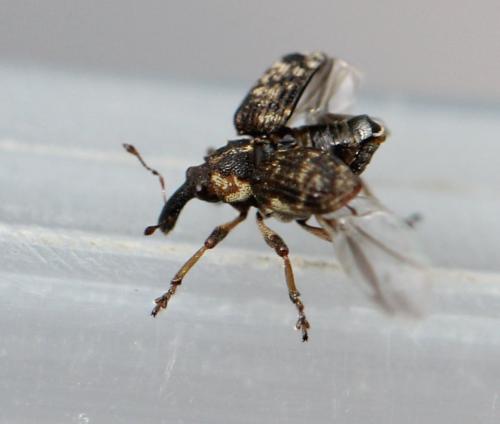 Réf. 125 959 : Pelenomus waltoni