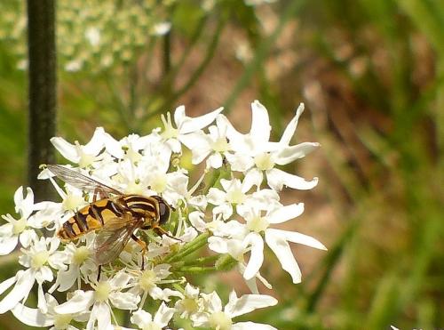Réf. 125 114 : Helophilus pendulus