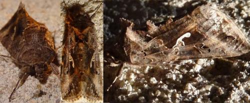 Réf. 125 301 : Autographa gamma
