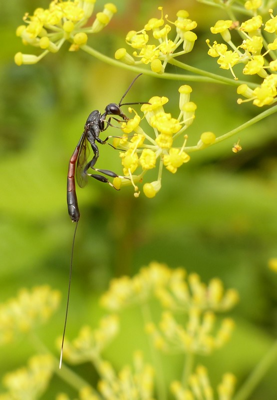Jean-Pierre Viallard - Gasteruption sp. - réf. 125061 (555 x 800 pixels, 108 ko)