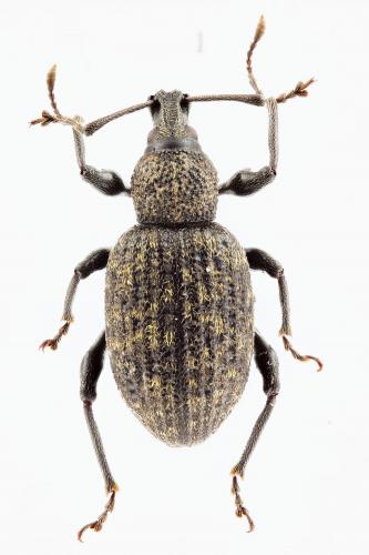 Réf. 126 214 : Otiorhynchus sulcatus