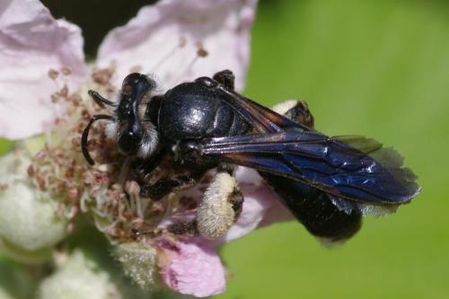 Réf. 126 192 : Andrena agilissima