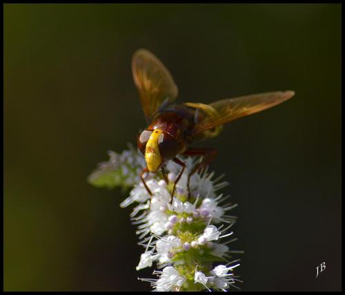 Réf. 126 655 : Volucella zonaria