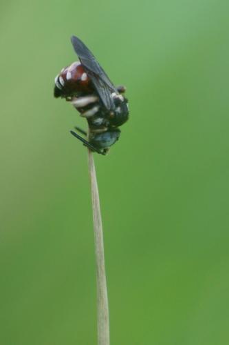 Epeoloides coecutiens