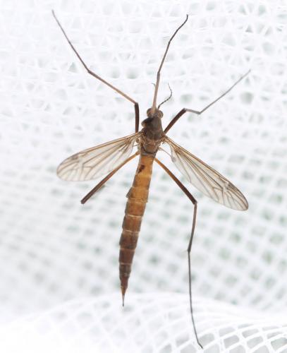 Réf. 126 960 : Nigrotipula nigra