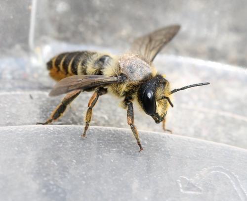 Réf. 126 398 : Megachile centuncularis
