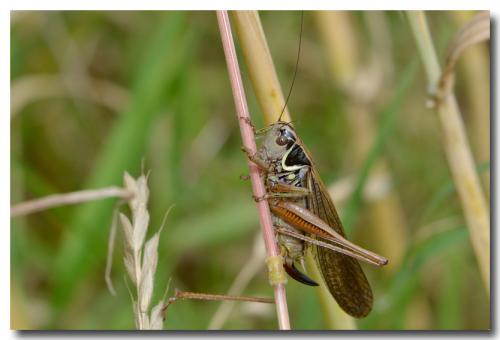 Réf. 126 581 : Roeseliana roeselii