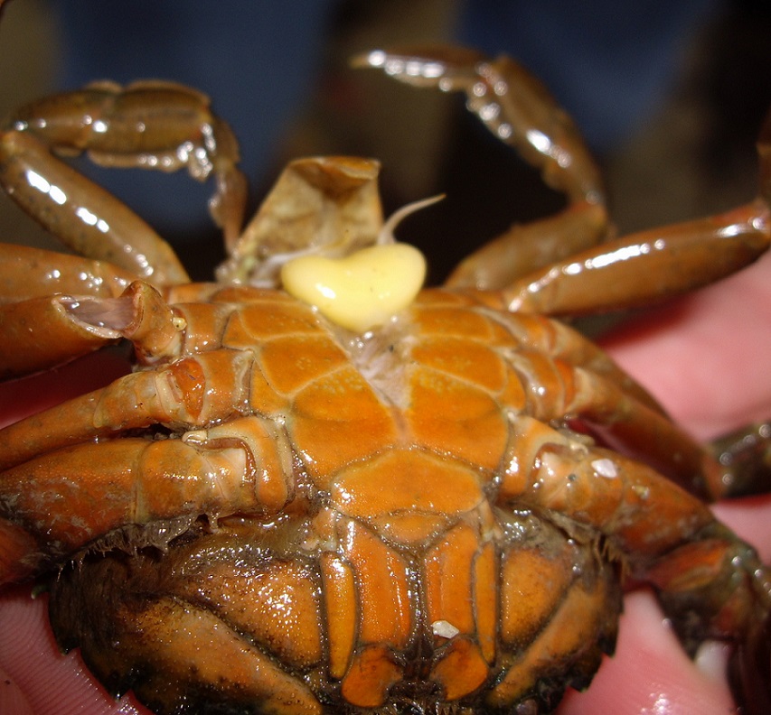 Thomas Cherpitel - Sacculina carcini - réf. 126202 (853 x 792 pixels, 202 ko)