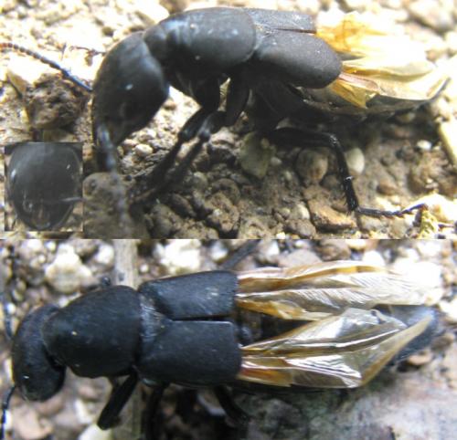 Ocypus sp.