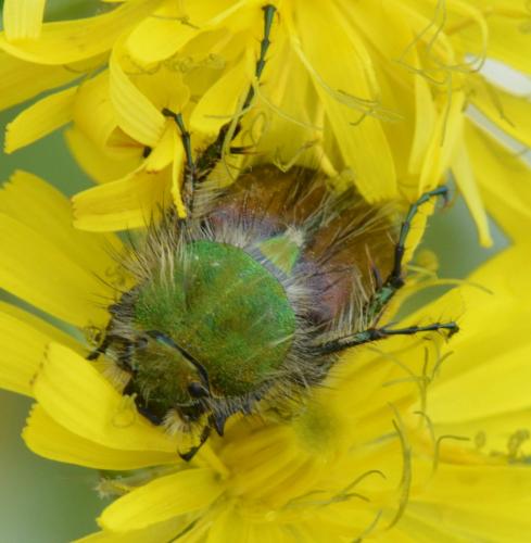 Pygopleurus sp.