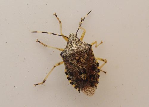 Réf. 127 959 : Rhaphigaster nebulosa