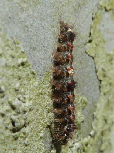 Réf. 127 298 : Eilema sororcula