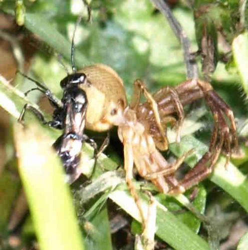 Réf. 127 145 : Dipogon sp.