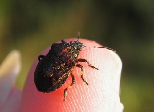 Réf. 127 722 : Rhacognathus punctatus