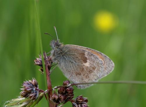 Coenonympha pamphilus
