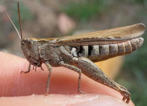 Réf. 128 909 : Chorthippus sp.