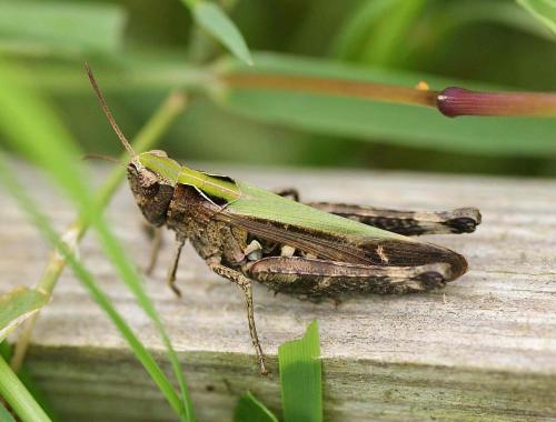 Omocestus rufipes