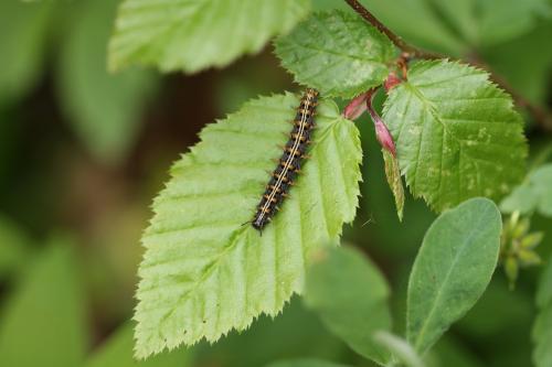 Réf. 128 827 : Argynnis paphia