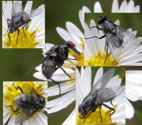 Réf. 128 268 : Morellia sp.
