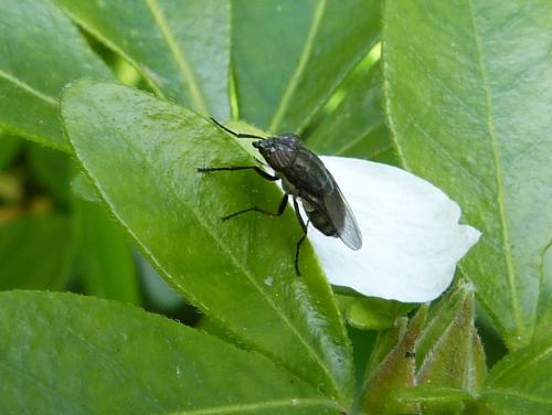 Réf. 128 224 : Stomorhina lunata