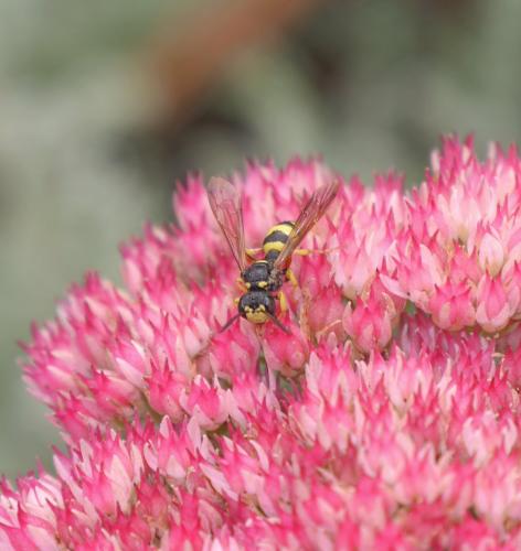 Réf. 128 695 : Cerceris sp.