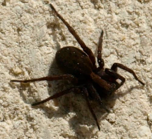 Réf. 128 387 : Alopecosa sp.