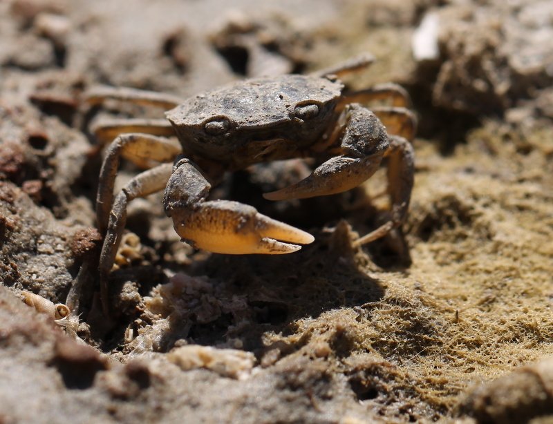 clovis - Rhithropanopeus harrisii - réf. 128456 (800 x 614 pixels, 101 ko)