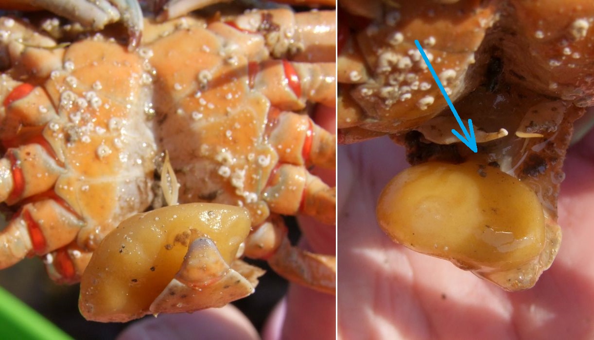 Vincent VALLI - Sacculina carcini - réf. 128208 (1222 x 700 pixels, 179 ko)