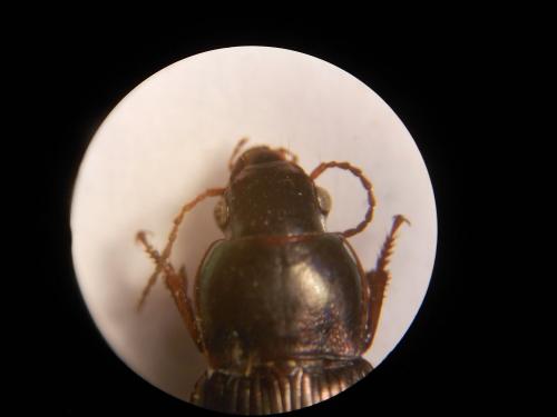 Réf. 129 304 : Harpalus sp.