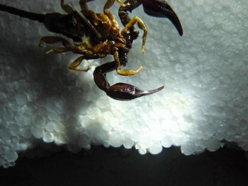 Euscorpius flavicaudis