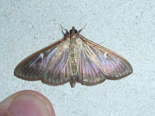 Réf. 129 783 : Cydalima perspectalis