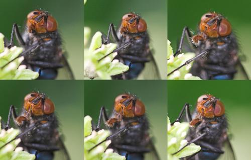 Réf. 13 611 : Calliphora vicina