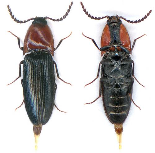 Réf. 13 994 : Ischnodes sanguinicollis