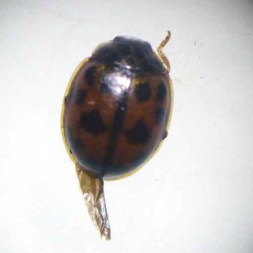 Réf. 130 692 : Oenopia conglobata