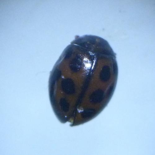 Réf. 130 693 : Tytthaspis sedecimpunctata