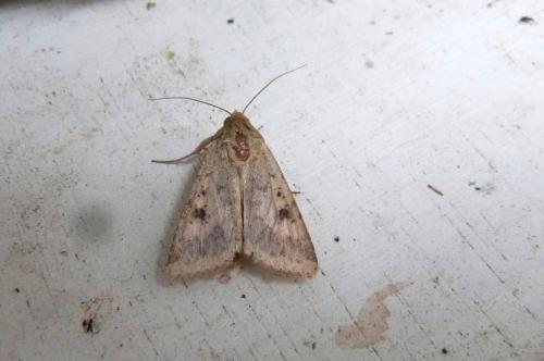 Réf. 130 595 : Helicoverpa armigera